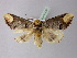  ( - BC ZSM Lep 21436)  @14 [ ] CreativeCommons - Attribution Non-Commercial Share-Alike (2010) Axel Hausmann/Bavarian State Collection of Zoology (ZSM) SNSB, Zoologische Staatssammlung Muenchen