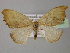  ( - BC ZSM Lep 21466)  @13 [ ] CreativeCommons - Attribution Non-Commercial Share-Alike (2010) Axel Hausmann/Bavarian State Collection of Zoology (ZSM) SNSB, Zoologische Staatssammlung Muenchen