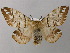  (Endromis - BC ZSM Lep 21492)  @16 [ ] CreativeCommons - Attribution Non-Commercial Share-Alike (2010) Axel Hausmann/Bavarian State Collection of Zoology (ZSM) SNSB, Zoologische Staatssammlung Muenchen