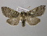  ( - BC ZSM Lep 21493)  @13 [ ] CreativeCommons - Attribution Non-Commercial Share-Alike (2010) Axel Hausmann/Bavarian State Collection of Zoology (ZSM) SNSB, Zoologische Staatssammlung Muenchen