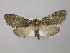  ( - BC ZSM Lep 21498)  @13 [ ] CreativeCommons - Attribution Non-Commercial Share-Alike (2010) Axel Hausmann/Bavarian State Collection of Zoology (ZSM) SNSB, Zoologische Staatssammlung Muenchen