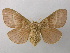  ( - BC ZSM Lep 21501)  @15 [ ] CreativeCommons - Attribution Non-Commercial Share-Alike (2010) Axel Hausmann/Bavarian State Collection of Zoology (ZSM) SNSB, Zoologische Staatssammlung Muenchen