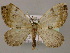  ( - BC ZSM Lep 21356)  @14 [ ] CreativeCommons - Attribution Non-Commercial Share-Alike (2010) Axel Hausmann/Bavarian State Collection of Zoology (ZSM) SNSB, Zoologische Staatssammlung Muenchen