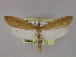  (Schoenobius gigantella - BC ZSM Lep 23218)  @14 [ ] Copyright (2010) Unspecified SNSB, Zoologische Staatssammlung Muenchen