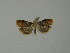  (Lepteucosma huebneriana - BC ZSM Lep 23484)  @13 [ ] Copyright (2010) Unspecified SNSB, Zoologische Staatssammlung Muenchen