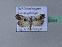  ( - BC ZSM Lep 23554)  @12 [ ] Copyright (2010) Unspecified SNSB, Zoologische Staatssammlung Muenchen