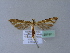  (Platyptilia pallidactyla - BC ZSM Lep 25197)  @11 [ ] Copyright (2010) Unspecified SNSB, Zoologische Staatssammlung Muenchen