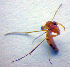  (Neoempheria bimaculata - ZSM DIP FOR 058)  @12 [ ] CreativeCommons - Attribution Non-Commercial Share-Alike (2010) Zoologische Staatssammlung Muenchen SNSB, Zoologische Staatssammlung Muenchen