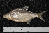  (Abramis hybridUS02 - ZSM BayFi 6667)  @14 [ ] CreativeCommons - Attribution Non-Commercial Share-Alike (2015) Unspecified SNSB, Zoologische Staatssammlung Muenchen