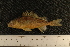  (Gymnocephalus - MG-102)  @14 [ ] CreativeCommons - Attribution Non-Commercial No Derivatives (2010) Bavarian State Collection of Zoology (ZSM) SNSB, Zoologische Staatssammlung Muenchen