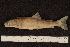  (Salvelinus sp. Tegern - ZSM BayFi 8682)  @13 [ ] CreativeCommons - Attribution Non-Commercial No Derivatives (2010) Bavarian State Collection of Zoology (ZSM) SNSB, Zoologische Staatssammlung Muenchen