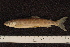  (Salvelinus umbla - BayFi 08683)  @13 [ ] CreativeCommons - Attribution Non-Commercial No Derivatives (2010) Bavarian State Collection of Zoology (ZSM) SNSB, Zoologische Staatssammlung Muenchen