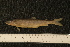  ( - ZSM BayFi 8849)  @13 [ ] CreativeCommons - Attribution Non-Commercial No Derivatives (2010) Bavarian State Collection of Zoology (ZSM) SNSB, Zoologische Staatssammlung Muenchen
