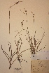  (Carex lepidocarpa - H068260)  @11 [ ] Unspecified (default): All Rights Reserved  Unspecified Unspecified