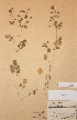  (Potentilla supina ssp paradoxa - H374359)  @11 [ ] Unspecified (default): All Rights Reserved  Unspecified Unspecified