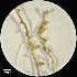  (Cladopodiella fluitans - H4205484)  @11 [ ] Unspecified (default): All Rights Reserved  Unspecified Unspecified