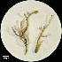  (Kurzia pauciflora - H4217727)  @11 [ ] Unspecified (default): All Rights Reserved  Unspecified Unspecified