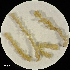  (Pleurocladula albescens - H4224036)  @11 [ ] Unspecified (default): All Rights Reserved  Unspecified Unspecified