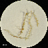  (Cladopodiella francisci - H4227069)  @11 [ ] Unspecified (default): All Rights Reserved  Unspecified Unspecified