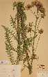  (Cirsium palustre f albiflora - H524370)  @11 [ ] Unspecified (default): All Rights Reserved  Unspecified Unspecified