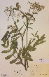  (Sium latifolium - H541055)  @11 [ ] Unspecified (default): All Rights Reserved  Unspecified Unspecified