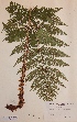  (Dryopteris dilatata - H608668)  @11 [ ] Unspecified (default): All Rights Reserved  Unspecified Unspecified