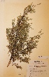  (Juniperus communis subsp. communis - H628004)  @11 [ ] Unspecified (default): All Rights Reserved  Unspecified Unspecified