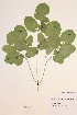  (Laserpitium latifolium - H708855)  @11 [ ] Unspecified (default): All Rights Reserved  Unspecified Unspecified