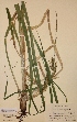  (Carex rhynchophysa - H751264)  @11 [ ] Unspecified (default): All Rights Reserved  Unspecified Unspecified
