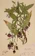  (Centaurea jacea x phrygia - H757452)  @11 [ ] Unspecified (default): All Rights Reserved  Unspecified Unspecified