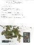  ( - TUR119222)  @11 [ ] CreativeCommons, Attribution Share-Alike 4.0 (2021) Unspecified University of Turku, Herbarium
