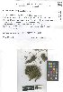  (Mesoptychia collaris - TUR120455)  @11 [ ] CreativeCommons, Attribution Share-Alike 4.0 (2021) Unspecified University of Turku, Herbarium