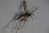  (Corynoptera compressa - DIP 03623)  @12 [ ] CreativeCommons - Attribution Non-Commercial Share-Alike (2015) Unspecified SNSB, Zoologische Staatssammlung Muenchen