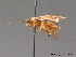  (Pristiphora pallida - BC ZSM HYM 09354)  @13 [ ] CreativeCommons - Attribution Non-Commercial Share-Alike (2012) Stefan Schmidt SNSB, Zoologische Staatssammlung Muenchen