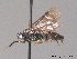  (Caliroa varipes - BC ZSM HYM 11326)  @13 [ ] CreativeCommons - Attribution Non-Commercial Share-Alike (2010) Stefan Schmidt SNSB, Zoologische Staatssammlung Muenchen