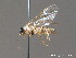  (Stromboceros delicatulus - BC ZSM HYM 11726)  @13 [ ] CreativeCommons - Attribution Non-Commercial Share-Alike (2010) Stefan Schmidt SNSB, Zoologische Staatssammlung Muenchen