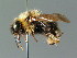  (Bombus quadricolor - BC ZSM HYM 02959)  @15 [ ] CreativeCommons - Attribution Non-Commercial Share-Alike (2010) Unspecified SNSB, Zoologische Staatssammlung Muenchen