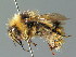  (Bombus sichelii - BC ZSM HYM 02964)  @15 [ ] CreativeCommons - Attribution Non-Commercial Share-Alike (2010) Unspecified SNSB, Zoologische Staatssammlung Muenchen