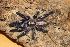  (Poecilotheria metallica - GBOL03692)  @15 [ ] CreativeCommons - Attribution Non-Commercial Share-Alike (2015) Unspecified SNSB, Zoologische Staatssammlung Muenchen