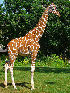  (Giraffa - GBOL13304)  @11 [ ] CreativeCommons - Attribution Non-Commercial Share-Alike (2015) Unspecified SNSB, Zoologische Staatssammlung Muenchen