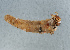  (Ecclisopteryx discoidea dalecarlica - NHMUK013267420)  @11 [ ] Unspecified (default): All Rights Reserved  Ben W Price Natural History Museum, London