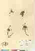 (Braya thorild-wulffii ssp thorild-wulfii - Soper_8065)  @11 [ ] Copyright  Canadian Museum of Nature Unspecified