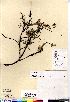  (Salix tyrrellii - Edlund_301_CAN)  @11 [ ] Copyright (2011) Canadian Museum of Nature Canadian Museum of Nature