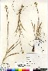  (Anticlea elegans - Aiken_87-199_CAN)  @11 [ ] Copyright (2011) Canadian Museum of Nature Canadian Museum of Nature