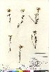  (Pedicularis lapponica - Brunton_9751_Can)  @11 [ ] Copyright (2011) Canadian Museum of Nature Canadian Museum of Nature