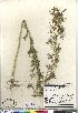  (Descurainia sophioides - Brunton_10754_CAN)  @11 [ ] Copyright (2011) Canadian Museum of Nature Canadian Museum of Nature