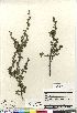  (Betula glandulosa - Brunton_10490_CAN)  @11 [ ] Copyright (2011) Canadian Museum of Nature Canadian Museum of Nature