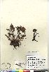  (Pedicularis albolabiata - Aiken_92-057A_CAN)  @11 [ ] Copyright (2011) Canadian Museum of Nature Canadian Museum of Nature