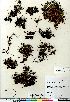  (Harrimanella hypnoides - Gillespie_6718_CAN)  @11 [ ] Copyright (2011) Canadian Museum of Nature Canadian Museum of Nature