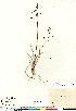  (Poa arctica ssp lanata - Elven_2146-9_CAN)  @11 [ ] Copyright (2011) Canadian Museum of Nature Canadian Museum of Nature